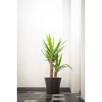 Flowerpot - GARDEN ID - Green Care Sense Black-Anthracite - 30 x 27 cm - 10 year warranty - 100% rec
