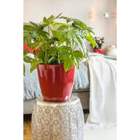 Jardiniere - Classico premium LS 21 - Complete kit - Brilliant scarlet red - 3 L - LECHUZA
