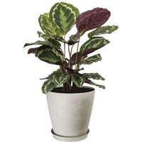 Runder Blumentopf  GARDEN ID  Swing Cone  Ø 4240 cm, LH 41 cm  Weißer Stein