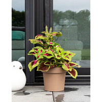 Runder Blumentopf mit Wasserreservoir  GARDEN ID  Glamour  Ø 50  47 L  H 43 cm  Taupe