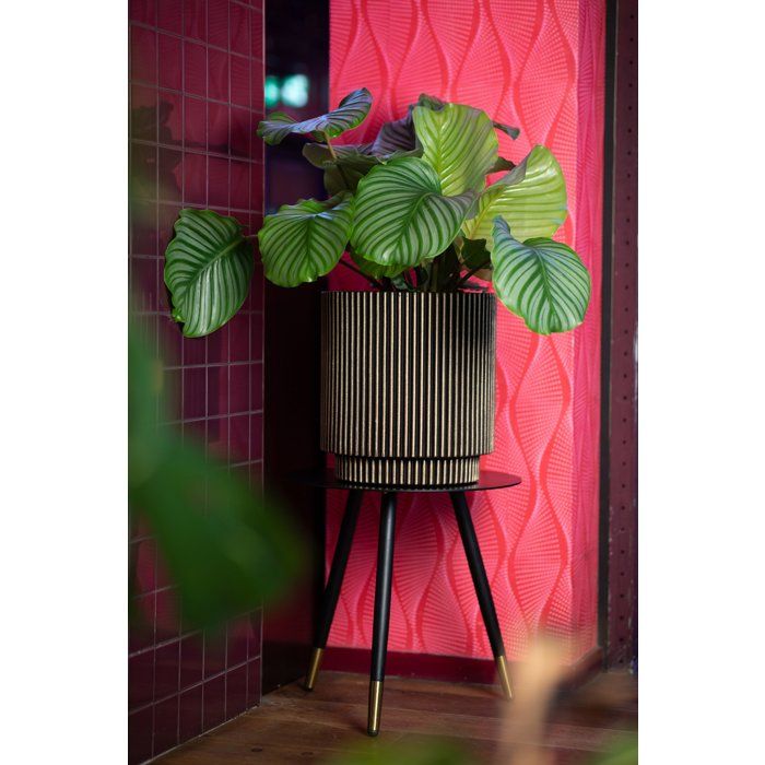 Zylindervase  CAPI EUROPE  Groove NL  44 x 46 cm  Schwarz/Gold