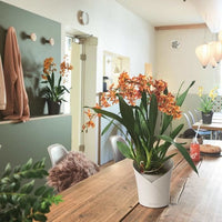 LECHUZA Planter ORCHIDEA ALL-IN-ONE Matt white