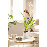 LECHUZA Planter ORCHIDEA ALL-IN-ONE Matt white