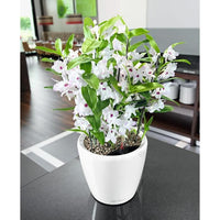 Planter - LECHUZA - CLASSICO Premium 21 LS - Glossy white - Automatic watering - Indoor/outdoor