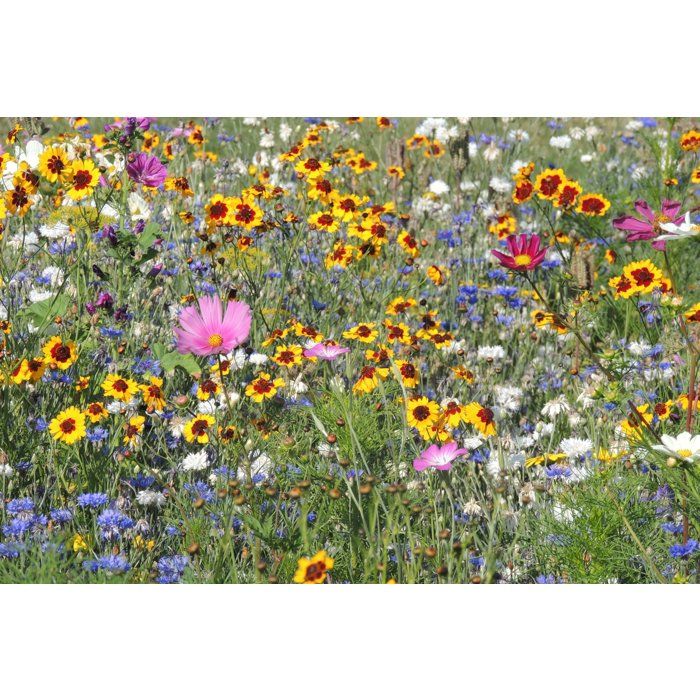 Bienenblumenmischung  BHS  230 g  26 verschiedene einjährige Blumen